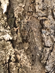 Cicada