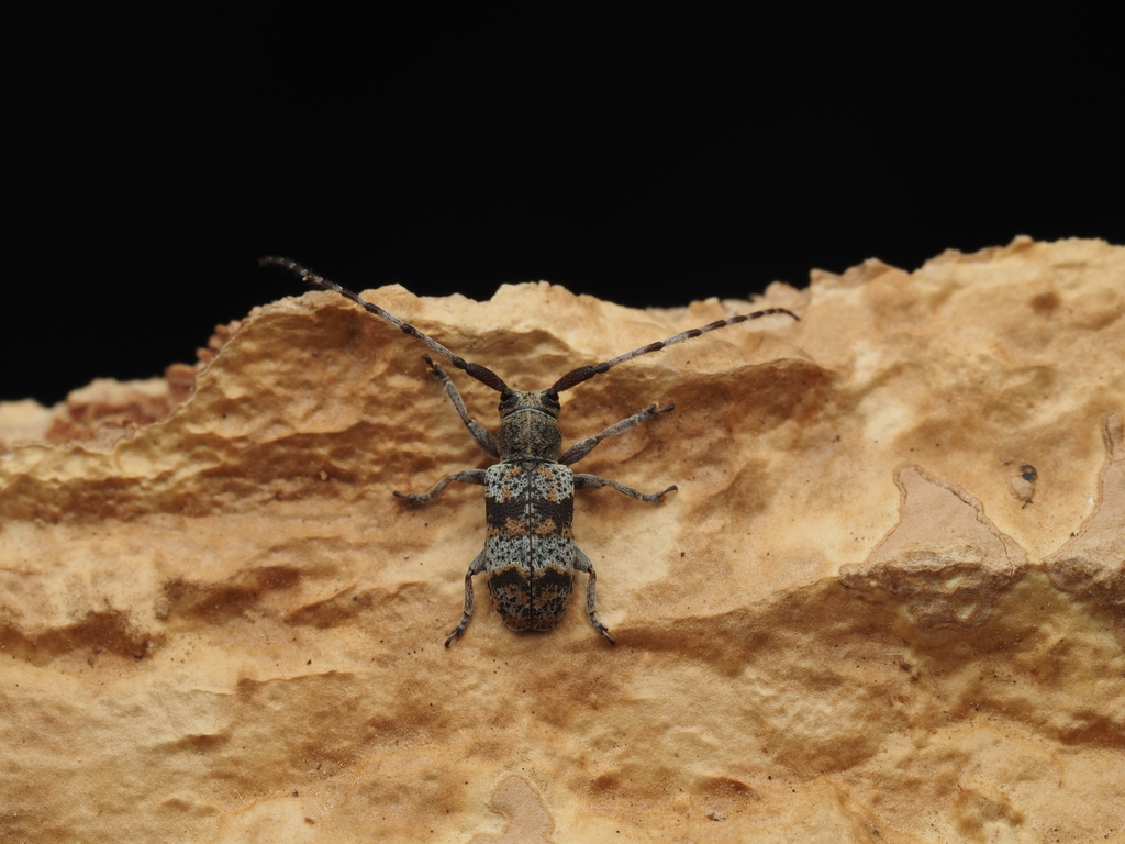 Falsomesosella breuningi