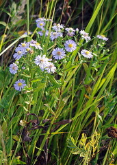Symphyotrichum × salignum