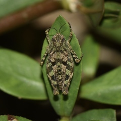 Tetrix japonica