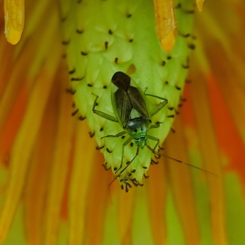 trivial plant bug, 3991 HA Houten, Nederland, photo 8 of 10