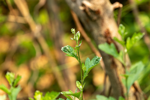 Artemisia stolonifera iNat (2)