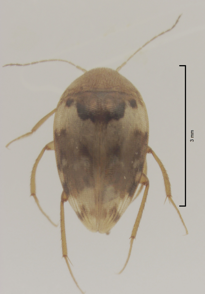Zearagytodes concinnus