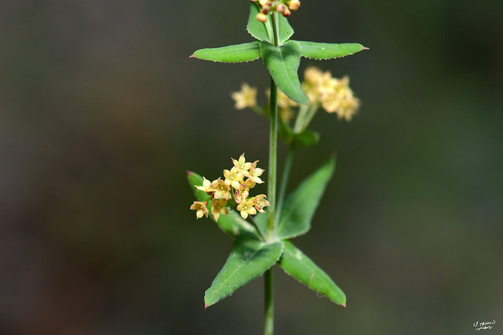 Cyprus Madder