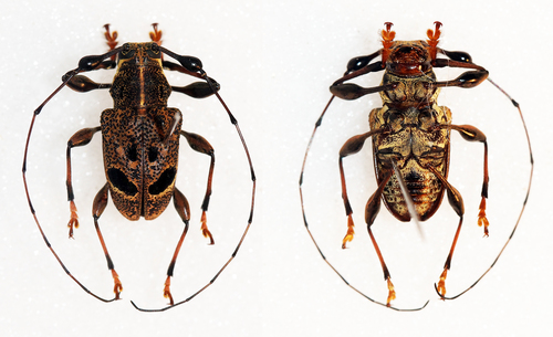 Chalastinus recticornis