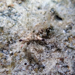 Plakobranchus ocellatus