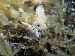 Plakobranchus ocellatus