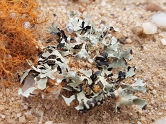 Xanthoparmelia walteri