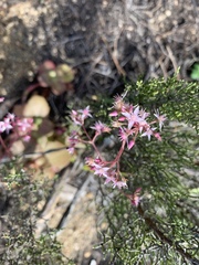 Crassula multicava multicava