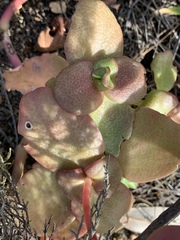 Crassula multicava multicava