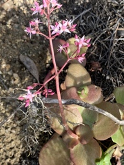 Crassula multicava multicava