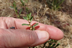 Phyllanthus maderaspatensis