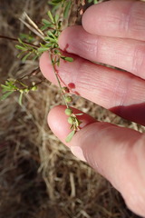 Phyllanthus maderaspatensis