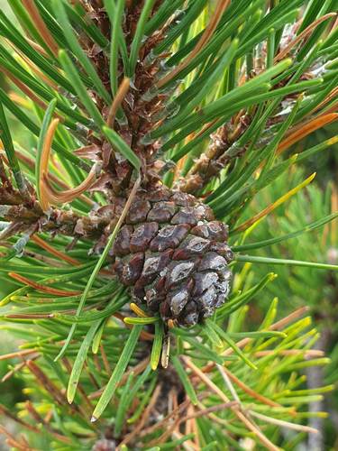 mountain pine