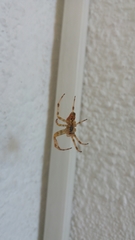Araneidae
