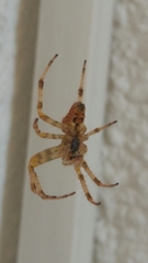 Araneidae