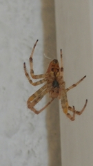 Araneidae