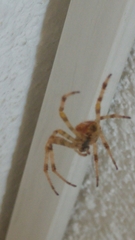 Araneidae