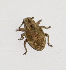 Strophosoma capitatum