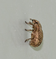 Strophosoma capitatum