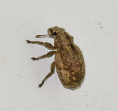 Strophosoma capitatum