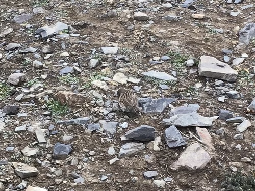Robin Accentor (Prunella rubeculoides), photo 10