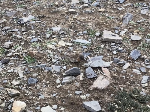 Robin Accentor (Prunella rubeculoides), photo 3