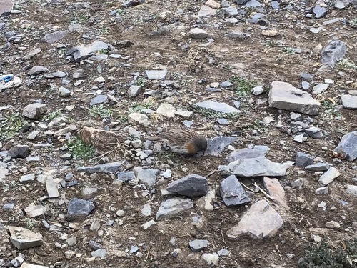 Robin Accentor (Prunella rubeculoides), photo 8