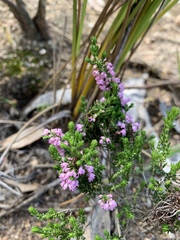 Erica paniculata