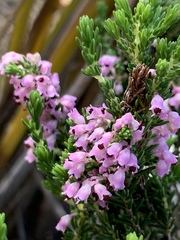 Erica paniculata