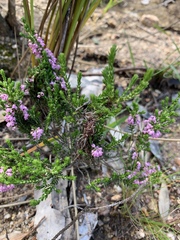 Erica paniculata