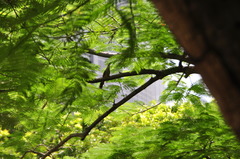 Coccyzus longirostris