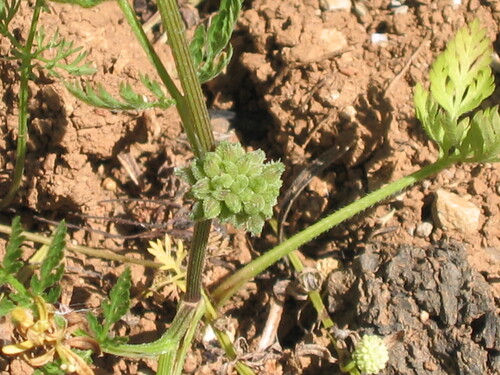 Torilis nodosa iNat (3)