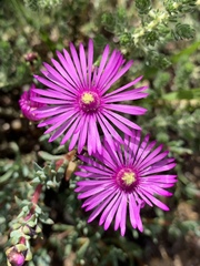 Lampranthus elegans