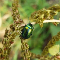 Chrysolinina