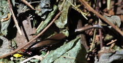 Gymnophthalmus underwoodi