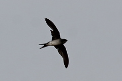 Hemiprocne coronata