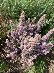 Erica paniculata