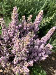 Erica paniculata