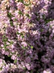 Erica paniculata