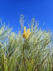 Grevillea stenobotrya