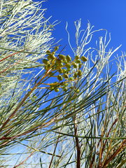 Grevillea stenobotrya