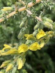 Aspalathus ericifolia ericifolia