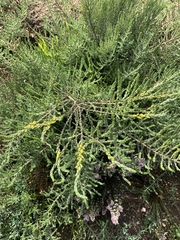 Aspalathus ericifolia ericifolia
