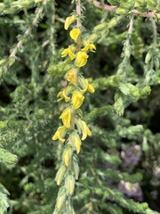 Aspalathus ericifolia ericifolia
