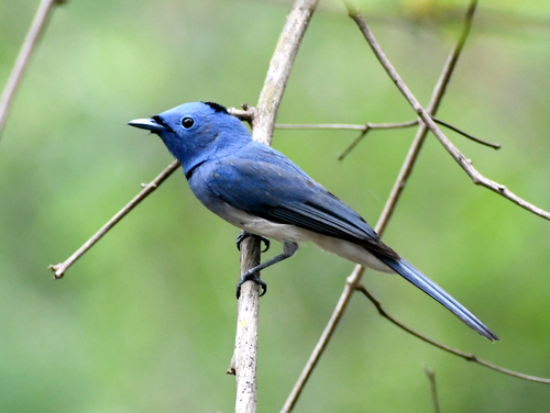 Black-naped Monarch