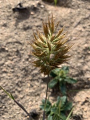 Geochloa rufa