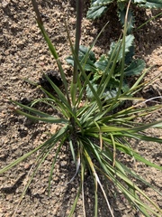 Geochloa rufa