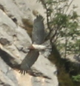Hadiar krátkoprstý (Circaetus gallicus)