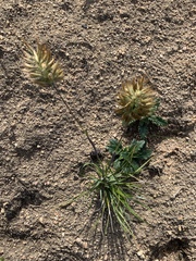 Geochloa rufa